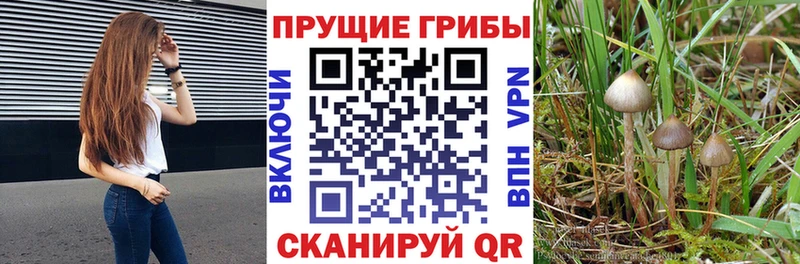 Купить закладки  Тайга  Псилоцибиновые грибы GOLDEN TEACHER 